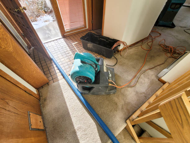 Best Basement water damage restoration  in Freeburg, IL