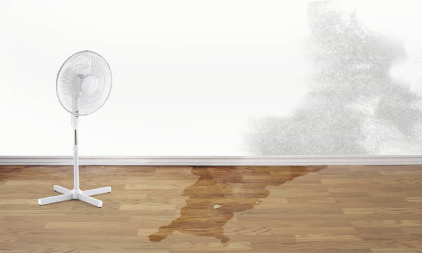 Best Water damage restoration services  in Freeburg, IL