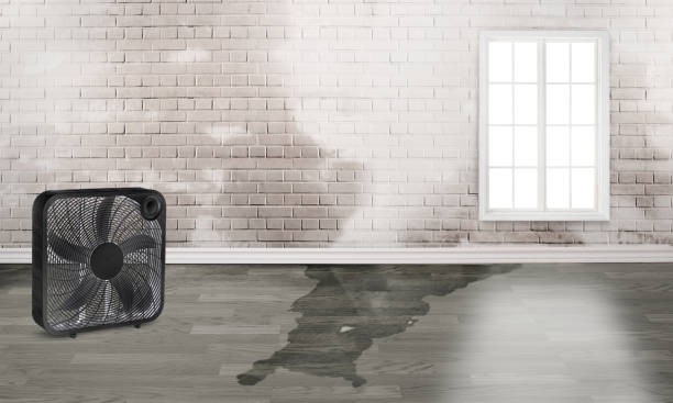Best Commercial water damage restoration  in Freeburg, IL